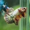 Multicolor/Galaxy Koi Plakat -11 weeks Old