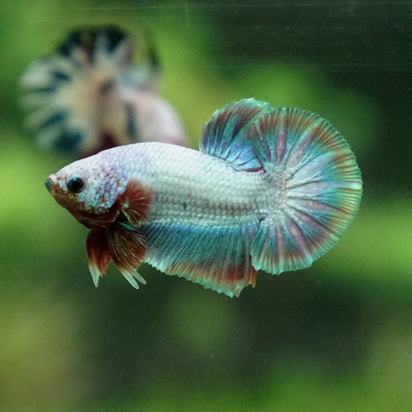 Multicolor/Galaxy Koi Plakat -11 weeks Old