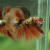 Galaxy Koi Halfmoon - 14 weeks old