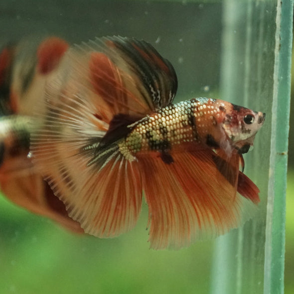 Galaxy Koi Halfmoon - 14 weeks old