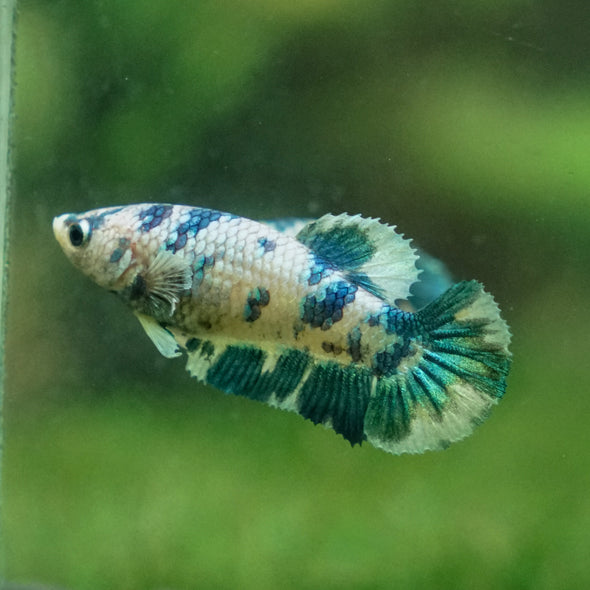 Blue/Green Dalmatian Plakat- Female