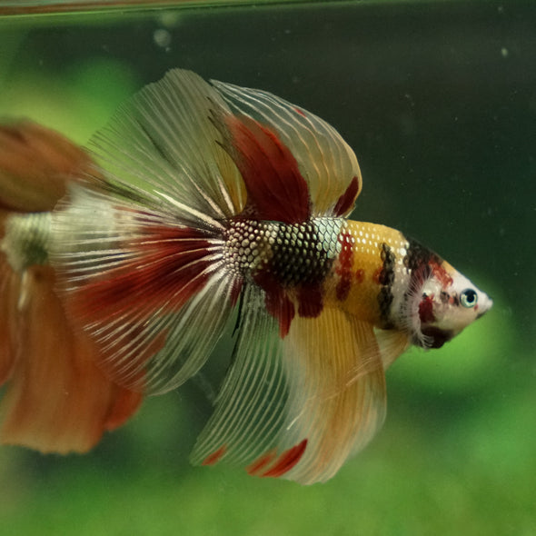 Galaxy Koi Halfmoon - 14 weeks old