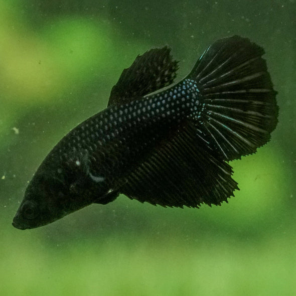Black Halfmoon - Female