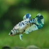 Blue/Green Dalmatian Plakat- Female