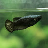 Black Samurai Plakat- Female- 14 Weeks Old