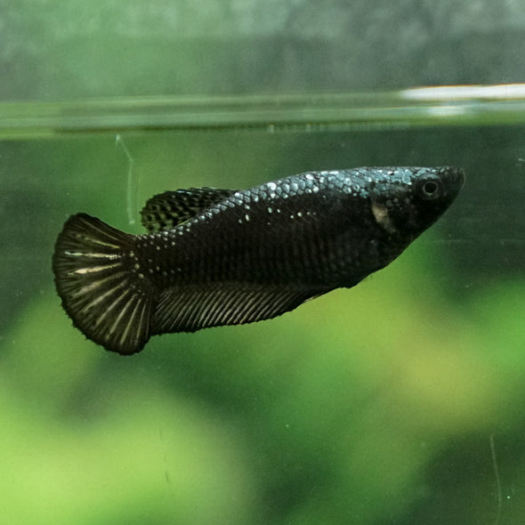 Black Samurai Plakat- Female- 14 Weeks Old