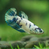 Blue/Green Dalmatian Plakat- Female