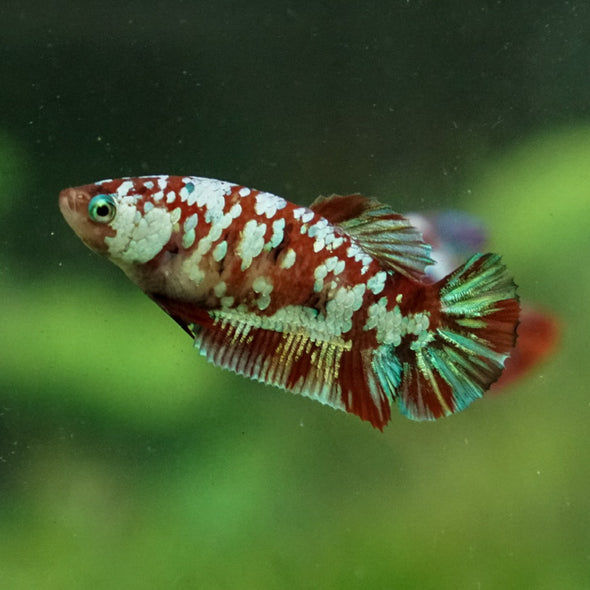 Multicolor/ Galaxy Koi Plakat- Female- 13 Weeks Old