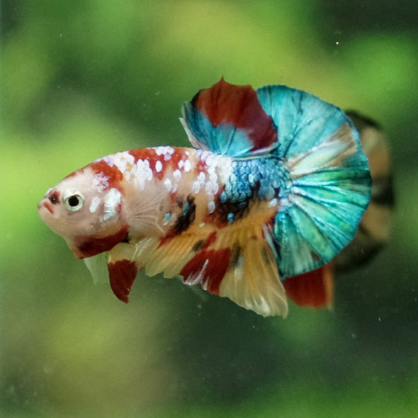 Multicolor/Galaxy Koi Plakat -11 weeks Old