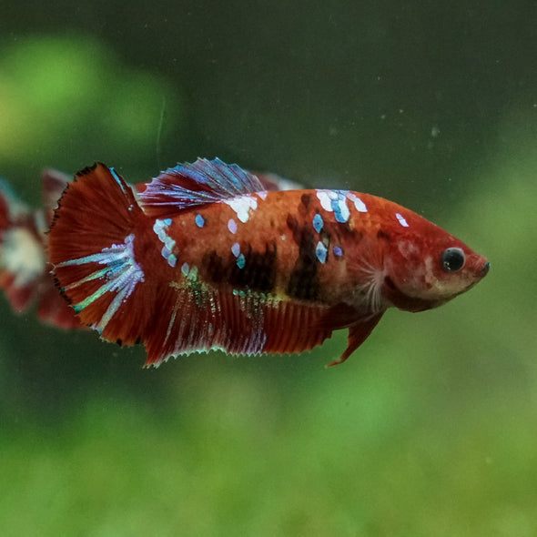 Multicolor/ Galaxy Koi Plakat- Female- 13 Weeks Old