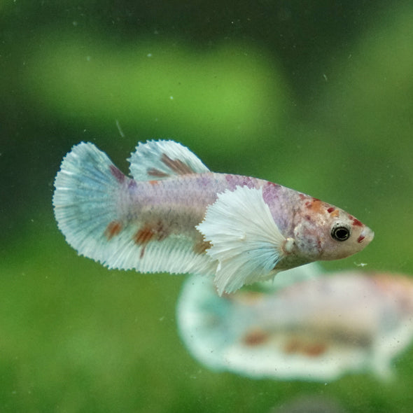 Candy Koi Plakat- Female- 9 Weeks Old