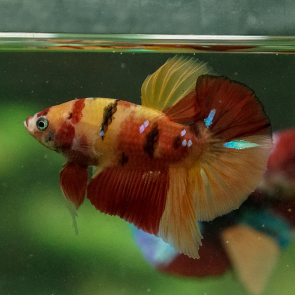 Galaxy Koi Halfmoon Plakat Mixed - 12 weeks old