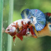 Multicolor/Galaxy Koi Plakat -11 weeks Old