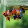 Multicolor/Galaxy Koi Plakat -11 weeks Old