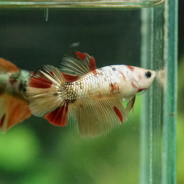 Multicolor/ Galaxy Koi Halfmoon - Female- 13 Weeks Old