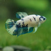 Blue/Green Dalmatian Plakat- Female