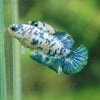 Blue/Green Dalmatian Plakat- Female