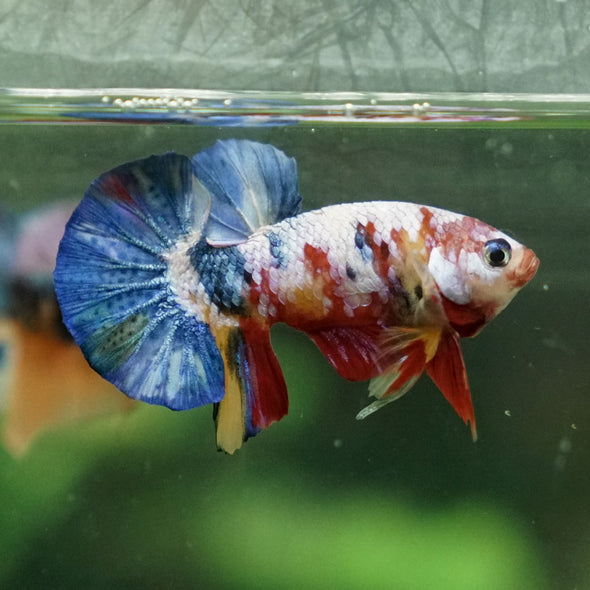 Multicolor/Galaxy Koi Plakat -11 weeks Old