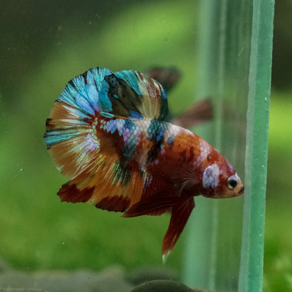 Multicolor/Galaxy Koi Plakat -13 weeks Old