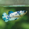 Blue/Green Dalmatian Plakat- Female