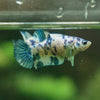 Blue/Green Dalmatian Plakat- Female