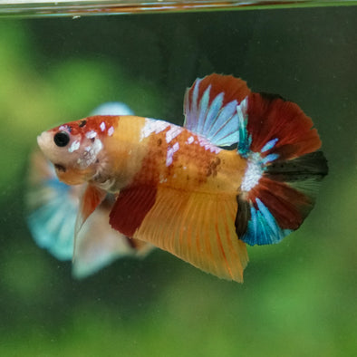 Multicolor/Galaxy Koi Plakat -13 weeks Old