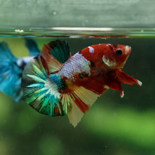 Multicolor/Galaxy Koi Plakat -11 weeks Old