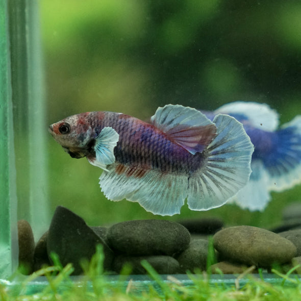 Candy Dumbo Halfmoon - Female