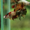 Multicolor/ Galaxy Koi Halfmoon - Female- 14 Weeks Old