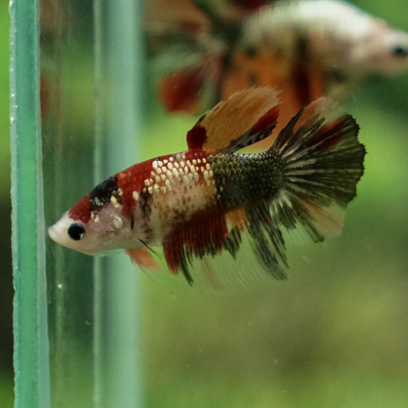 Multicolor/ Galaxy Koi Halfmoon - Female- 14 Weeks Old