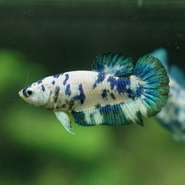 Blue/Green Dalmatian Plakat- Female