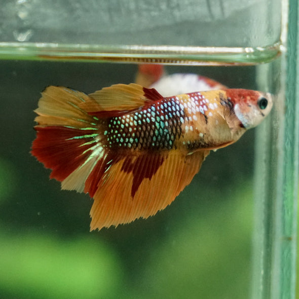 Multicolor/ Galaxy Koi Halfmoon - Female- 13 Weeks Old