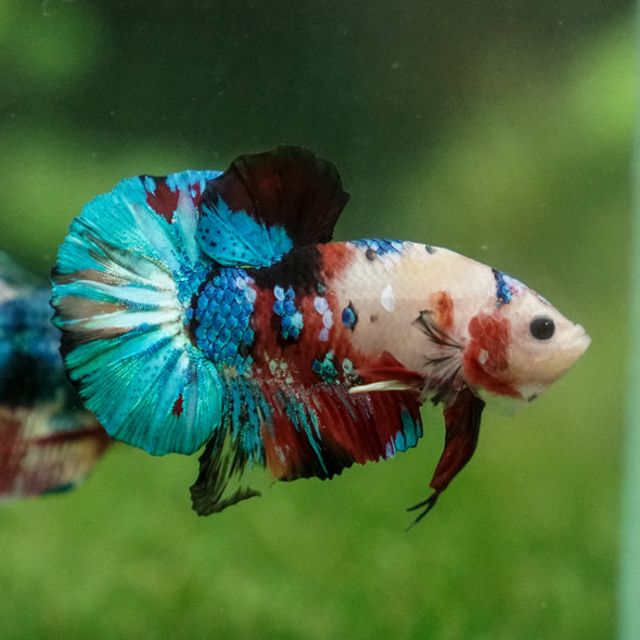 Multicolor/Galaxy Koi Plakat -13 weeks Old