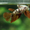 Multicolor/ Galaxy Koi Halfmoon - Female- 14 Weeks Old