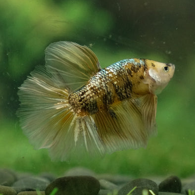 Galaxy Koi Halfmoon - 14 weeks old