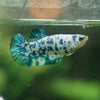 Blue/Green Dalmatian Plakat- Female