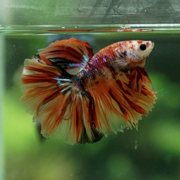 Galaxy Koi Halfmoon - 13 weeks old