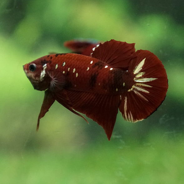 Multicolor/Galaxy Koi Plakat -13 weeks Old