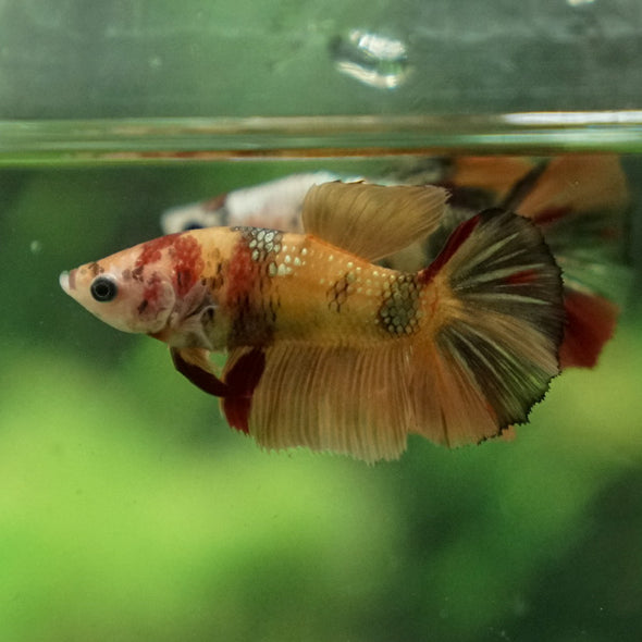 Multicolor/ Galaxy Koi Halfmoon - Female- 14 Weeks Old