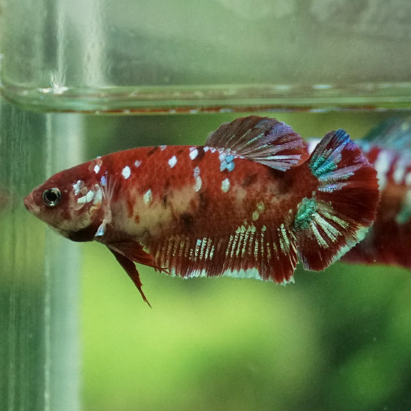 Multicolor/ Galaxy Koi Plakat- Female- 13 Weeks Old