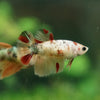 Multicolor/ Galaxy Koi Halfmoon - Female- 13 Weeks Old