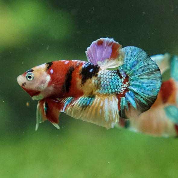 Multicolor/Galaxy Koi Plakat -16 weeks Old