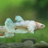 Candy Koi Plakat- Female- 9 Weeks Old