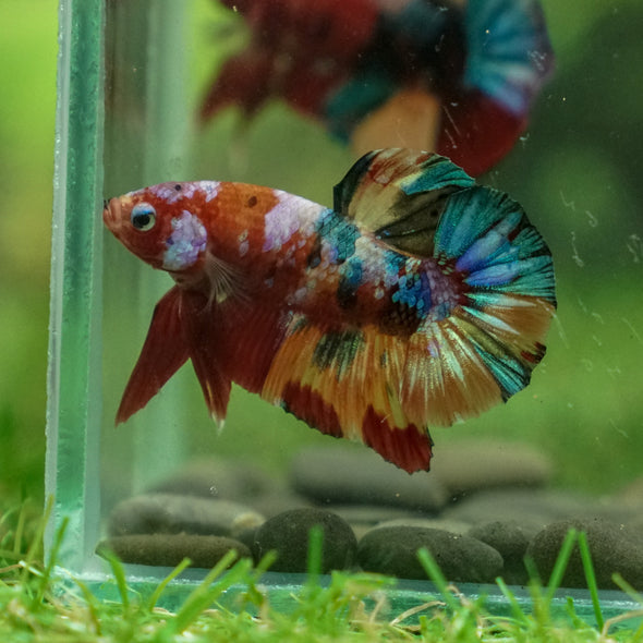 Multicolor/Galaxy Koi Plakat -13 weeks Old