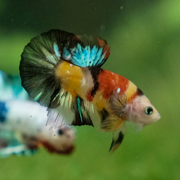 Multicolor/Galaxy Koi Plakat -11 weeks Old