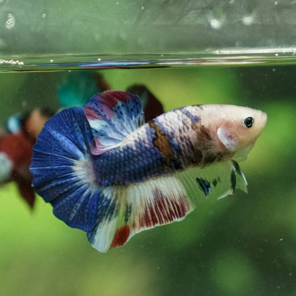 Multicolor/Galaxy Koi Plakat -13 weeks Old