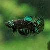 Black Galaxy Koi (Avatar) Halfmoon - Female- 13 Weeks Old