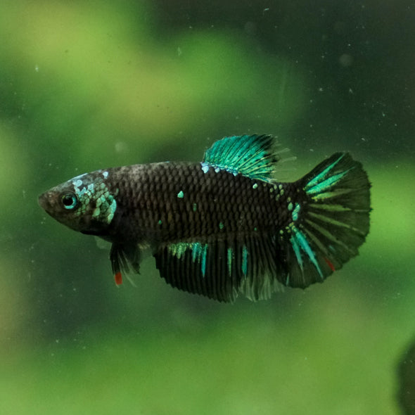 Black Galaxy Koi (Avatar) Halfmoon - Female- 13 Weeks Old