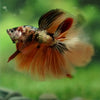 Galaxy Koi Halfmoon - 14 weeks old