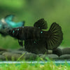 Black Galaxy Koi (Avatar) Halfmoon - Female- 13 Weeks Old